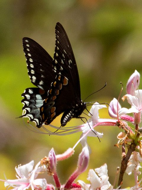 Spicebush Swallowtail, Stony Fork Valley Overlook, Blue Ridge Parkway